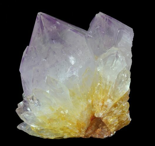 Cactus Quartz (Amethyst) Crystal Cluster - South Africa #64219